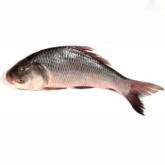 মাছ